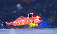 画像2: 【海水魚・ネズッポ】【通販】ルビーレッドドラゴネット (1匹)±3-4cm(サンプル画像）（生体）(海水魚)（サンゴ） (2)