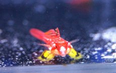 画像3: 【海水魚・ネズッポ】【通販】ルビーレッドドラゴネット (1匹)±3-4cm(サンプル画像）（生体）(海水魚)（サンゴ） (3)