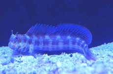 画像1: 【10%OFFクーポン対象商品】【海水魚・ギンポ】【通販】モンツキカエルウオsp.(オレンジスポット) (1匹)±6-8cm(サンプル画像）（生体）(海水魚)（サンゴ） (1)