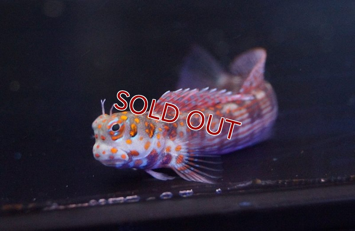 画像2: 【海水魚・ギンポ】モンツキカエルウオsp.(オレンジスポット) (1匹)±6-8cm(サンプル画像）（生体）(海水魚)（サンゴ） (2)