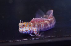 画像2: 【10%OFFクーポン対象商品】【海水魚・ギンポ】【通販】モンツキカエルウオsp.(オレンジスポット) (1匹)±6-8cm(サンプル画像）（生体）(海水魚)（サンゴ） (2)