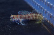 画像3: 【10%OFFクーポン対象商品】【海水魚・ギンポ】【通販】モンツキカエルウオsp.(オレンジスポット) (1匹)±6-8cm(サンプル画像）（生体）(海水魚)（サンゴ） (3)