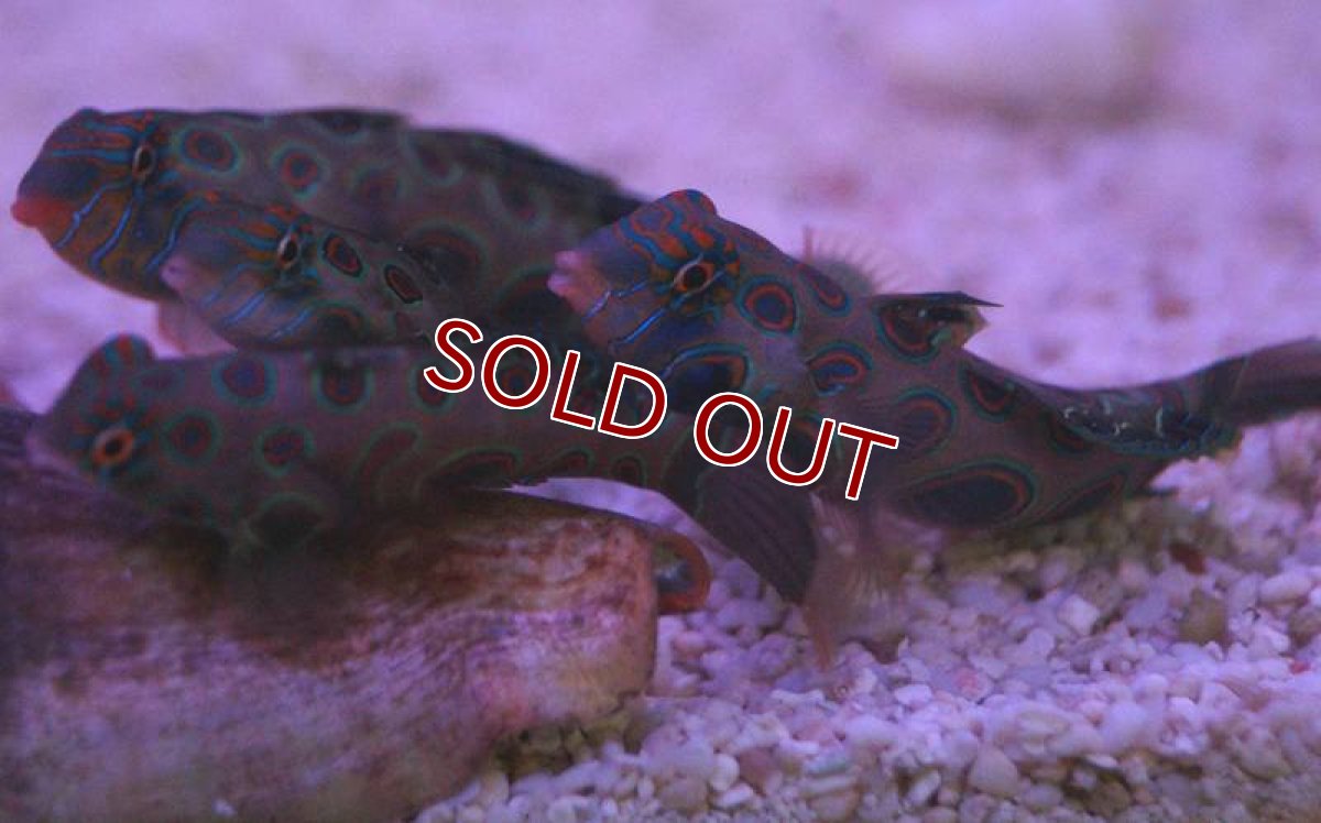 画像2: 【海水魚】サイケデリックフィッシュ(スポッテッドマンダリン) (1匹)±3-4cm(サンプル画像）（生体）(海水魚)（サンゴ） (2)