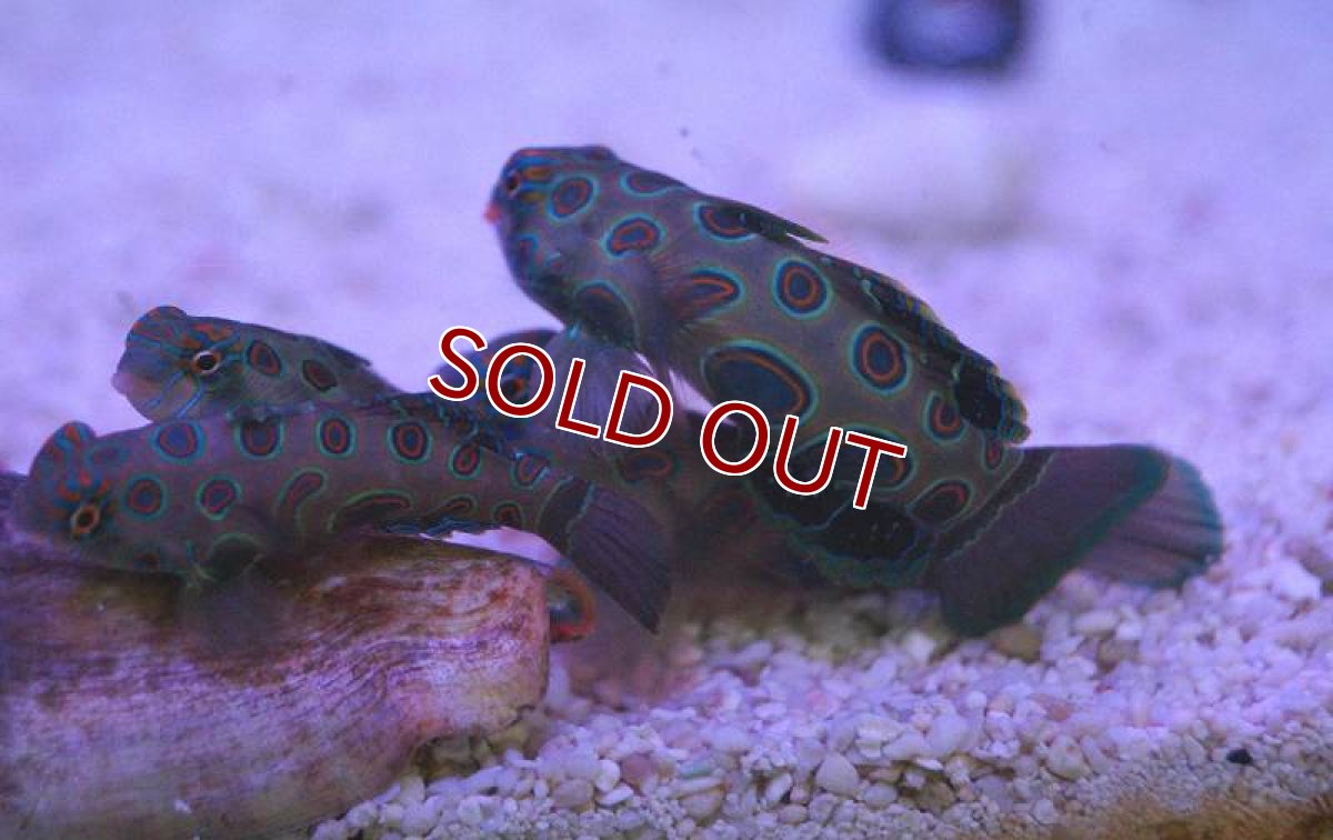 画像3: 【海水魚】サイケデリックフィッシュ(スポッテッドマンダリン) (1匹)±3-4cm(サンプル画像）（生体）(海水魚)（サンゴ） (3)