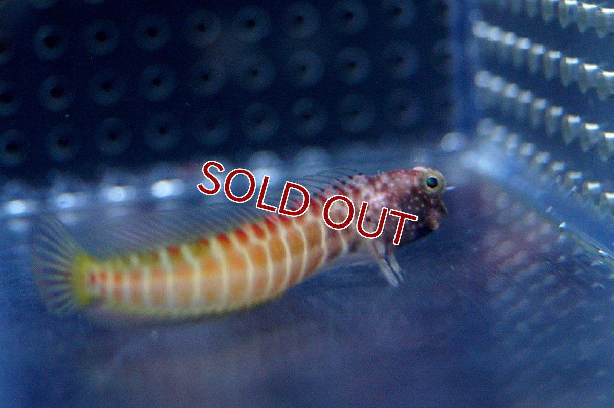 画像2: 【海水魚】ゴールデンタイガーブレニー (1匹)4-5cm前後(サンプル画像）（生体）(海水魚)（サンゴ） (2)