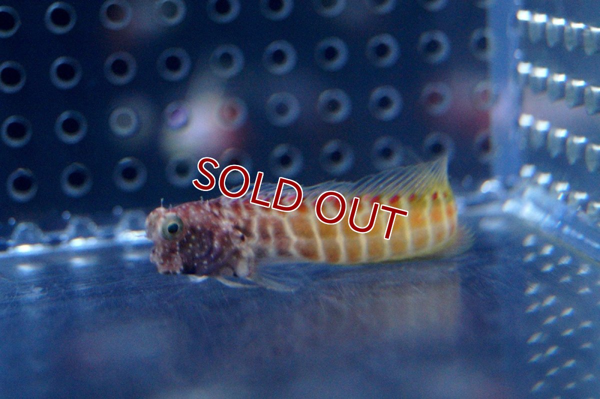 画像3: 【海水魚】ゴールデンタイガーブレニー (1匹)4-5cm前後(サンプル画像）（生体）(海水魚)（サンゴ） (3)