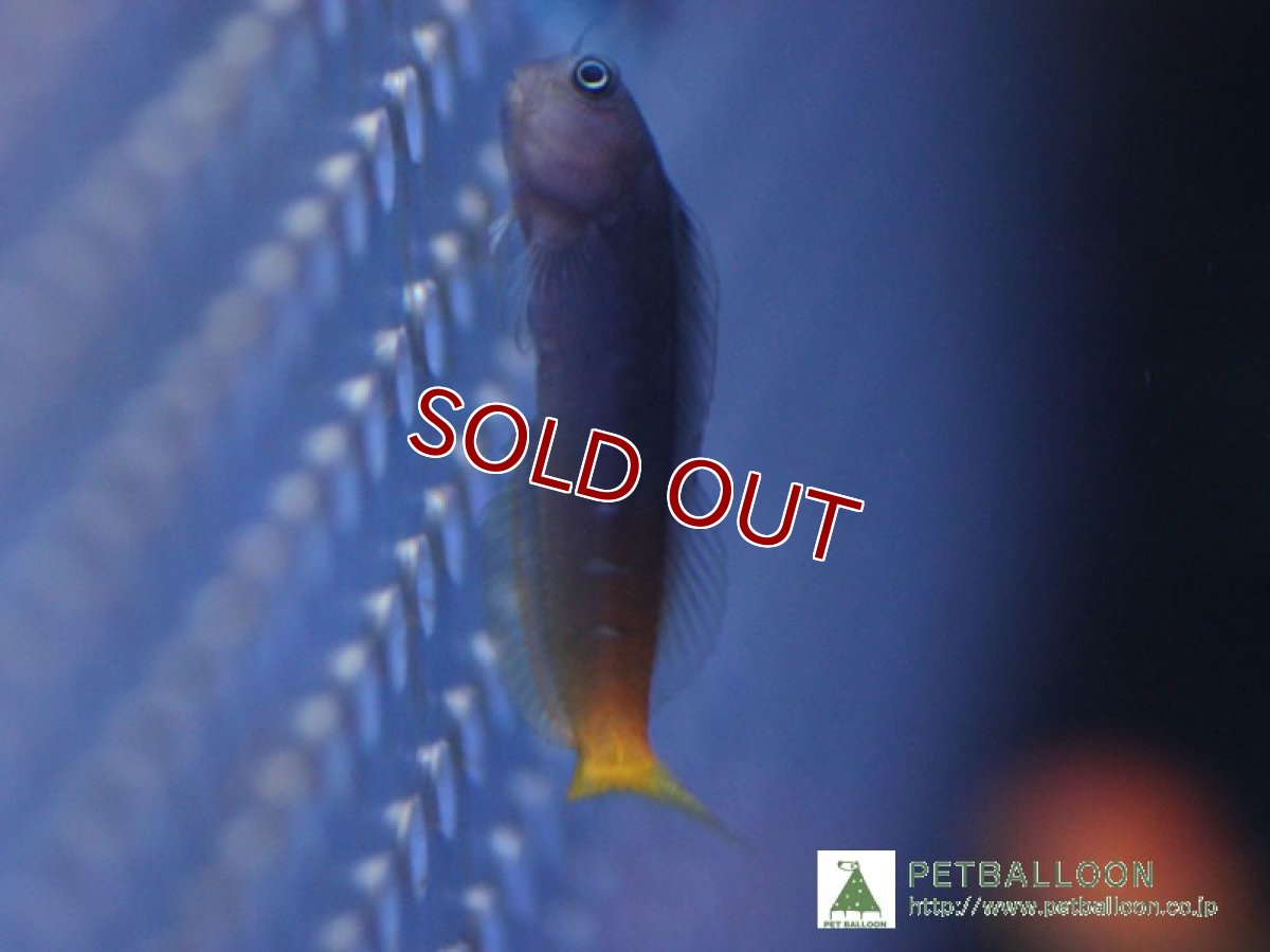 画像1: 【海水魚】フタイロカエルウオ(1匹)5-6cm前後(サンプル画像）（生体）(海水魚)（サンゴ） (1)