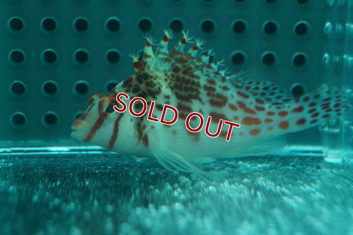 画像2: 【海水魚・ゴンべ】サラサゴンべ(1匹)±5-7cm(サンプル画像）（生体）(海水魚)（サンゴ） (2)