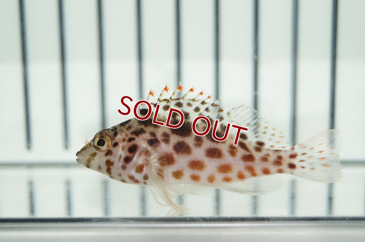 画像2: 【海水魚・ゴンべ】ヒメゴンべ(1匹)±5-7cm(サンプル画像）（生体）(海水魚)（サンゴ） (2)