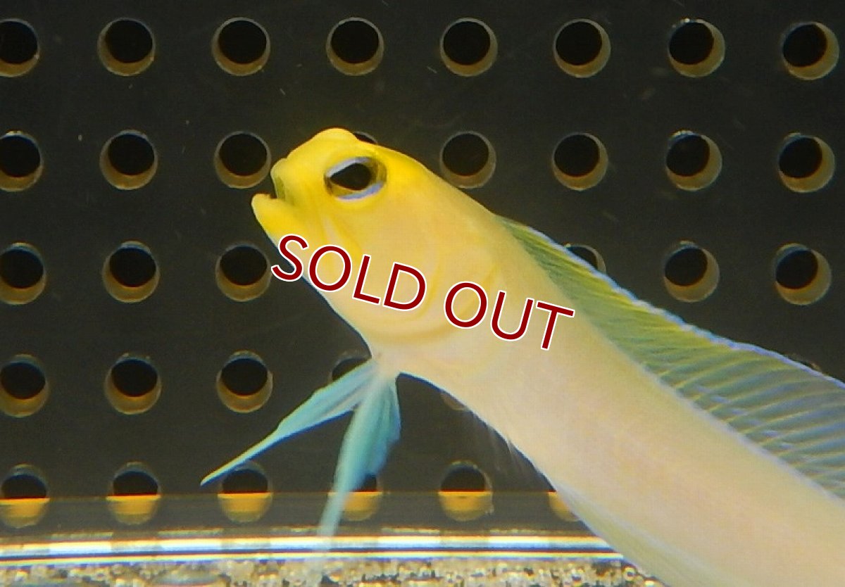 画像3: 【海水魚・ジョーフィッシュ】イエローヘッドジョーフィッシュ(1匹)±5-6cm(サンプル画像）（生体）(海水魚)（サンゴ） (3)