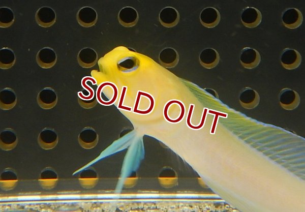 HM　イヤリング　ゴールド　フィッシュ　魚　黄色　イエロー 海水魚・ジョーフィッシュ】イエローヘッドジョーフィッシュ(1匹)±5