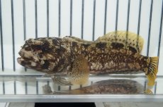画像1: 【海水魚・ジョーフィッシュ】ダスキーバンデッドジョーフィッシュ(M-ML)(1匹)±9-11cm（生体）(海水魚)（サンゴ） (1)