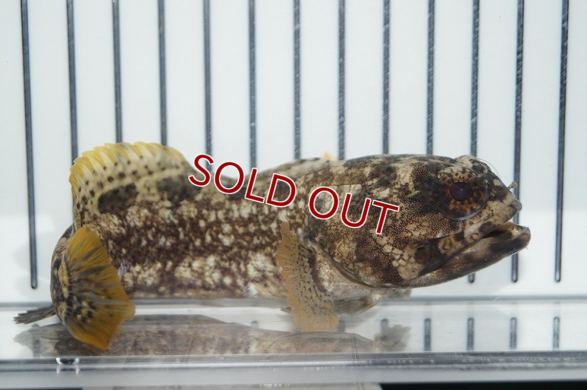 画像2: 【海水魚・ジョーフィッシュ】ダスキーバンデッドジョーフィッシュ(M-ML)(1匹)±9-11cm（生体）(海水魚)（サンゴ） (2)