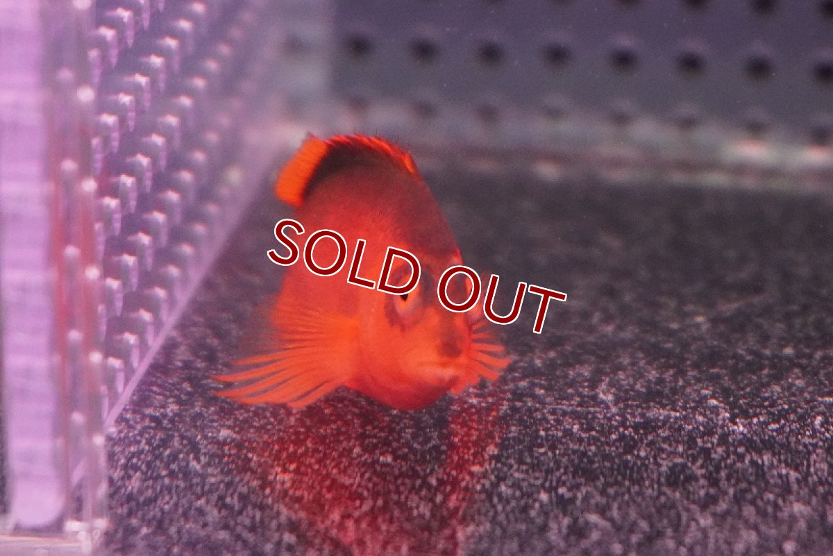 画像3: 【海水魚・ゴンべ】ベニゴンベ(1匹)±4-6cm　(サンプル画像）（生体）(海水魚)（サンゴ） (3)