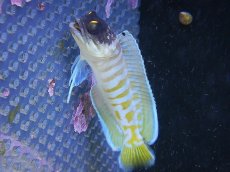 画像1: 【海水魚・ジョーフィッシュ】【通販】ゴールドスぺクトジョーフィッシュ(1匹)±6-8cm (サンプル画像）（生体）(海水魚)（サンゴ） (1)