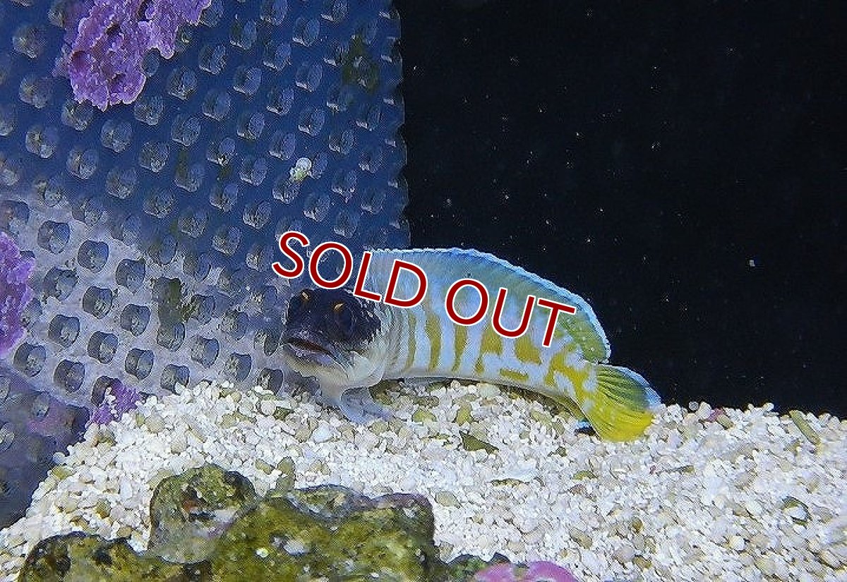 画像2: 【海水魚・ジョーフィッシュ】ゴールドスぺクトジョーフィッシュ(1匹)±6-8cm (サンプル画像）（生体）(海水魚)（サンゴ） (2)