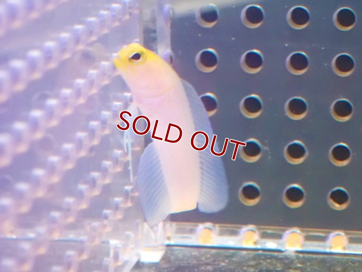 画像2: 【海水魚・ジョーフィッシュ】イエローヘッドジョーフィッシュ(XSサイズ)(1匹)±3.5-4cm (サンプル画像)(生体)(海水魚) (2)