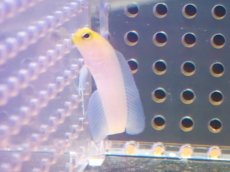 画像2: 【海水魚・ジョーフィッシュ】【通販】イエローヘッドジョーフィッシュ（XSサイズ）(1匹)±3.5-4cm　(サンプル画像）（生体）(海水魚) (2)