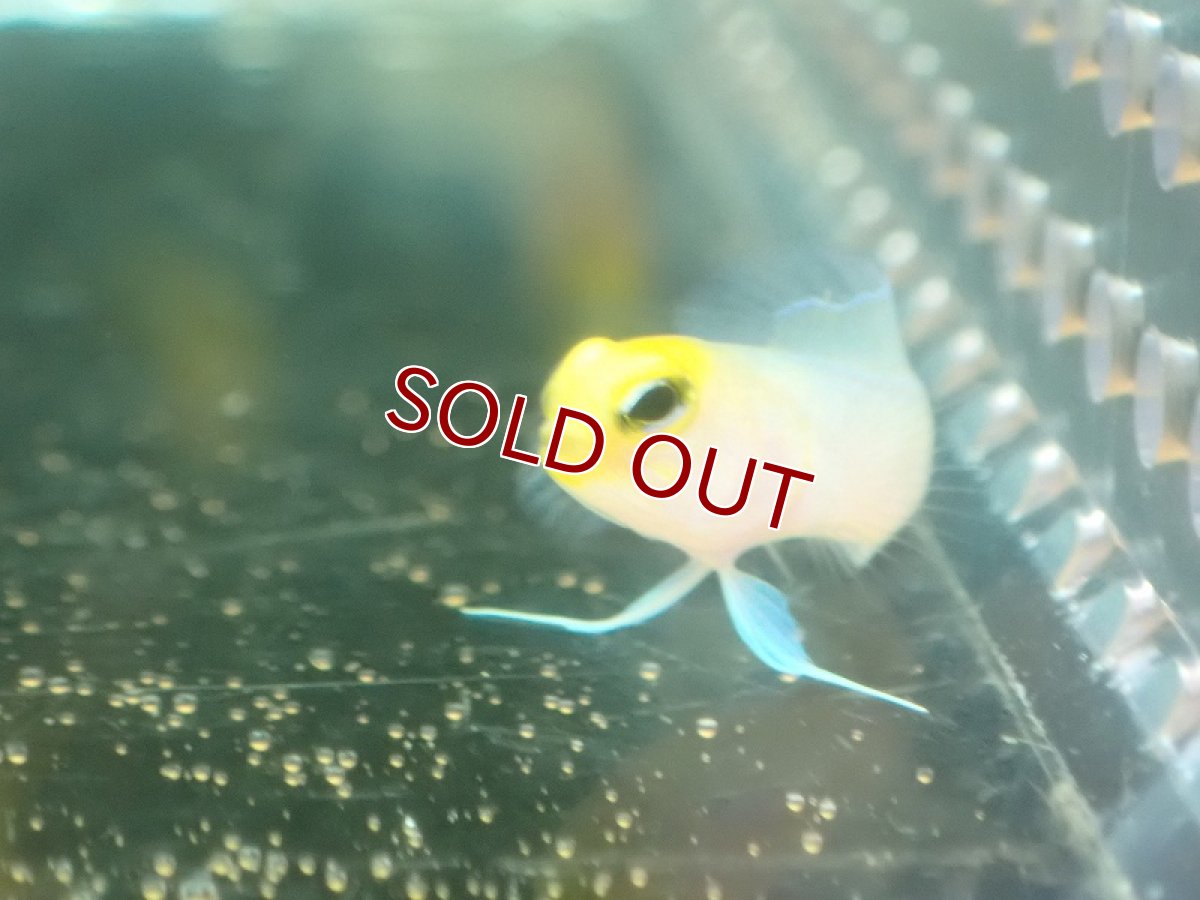 画像3: 【海水魚・ジョーフィッシュ】イエローヘッドジョーフィッシュ(XSサイズ)(1匹)±3.5-4cm (サンプル画像)(生体)(海水魚) (3)