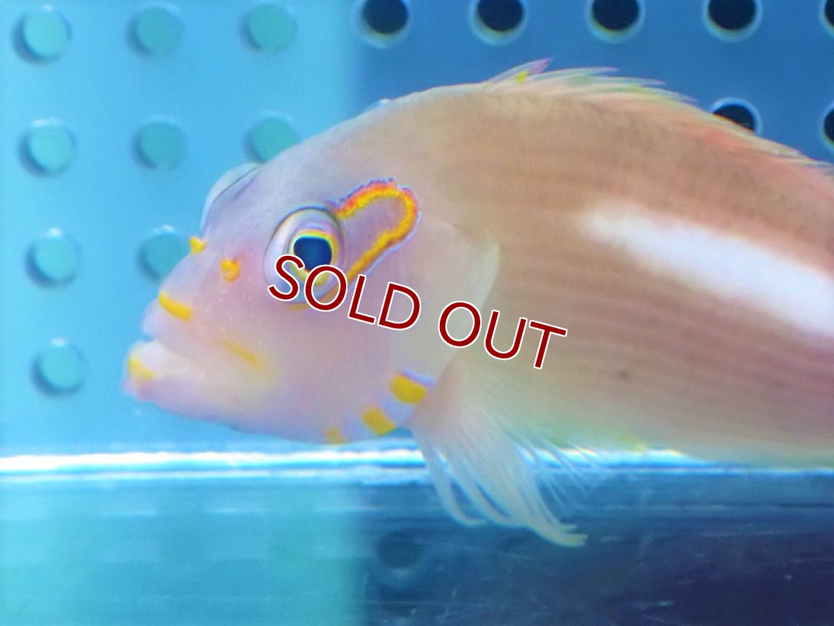 画像2: 【海水魚・ゴンべ】【数量限定特価♪】メガネゴンべ（1匹）（±4-6cm）（サンプル画像）（生体）(海水魚) (2)