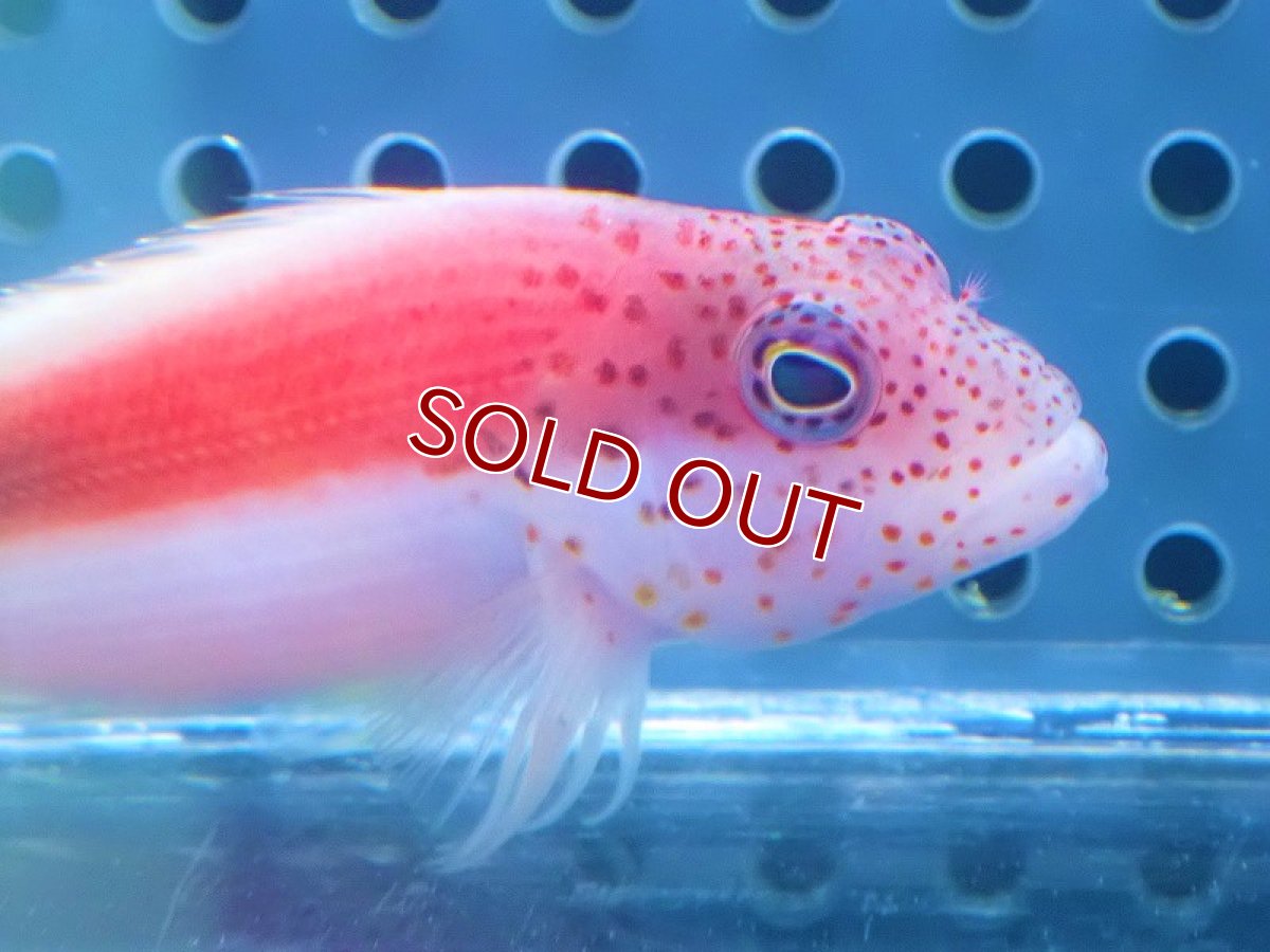 画像2: 【海水魚・ゴンべ】ホシゴンべ（1匹）（±6-8cm）（サンプル画像）（生体）(海水魚) (2)