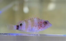 画像1: 【海水魚・ゴンべ】【通販】レッドスポットホークフィッシュ【1匹】（±4-5cm）（サンプル画像）（生体）(海水魚)（サンゴ） (1)