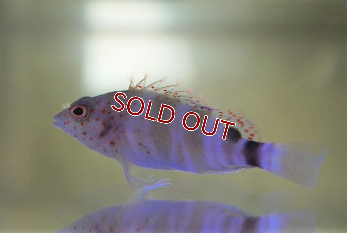 画像2: 【海水魚・ゴンべ】レッドスポットホークフィッシュ【1匹】（±4-5cm）（サンプル画像）（生体）(海水魚)（サンゴ） (2)