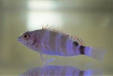 画像2: 【海水魚・ゴンべ】【通販】レッドスポットホークフィッシュ【1匹】（±4-5cm）（サンプル画像）（生体）(海水魚)（サンゴ） (2)