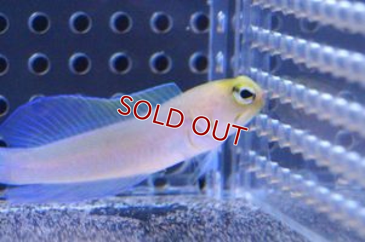 画像2: 【海水魚】イエローヘッドジョーF.(パーリージョー)(1匹)（±4-6cm） (サンプル画像）（生体）(海水魚)（サンゴ） (2)