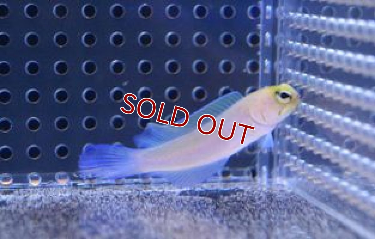 画像3: 【海水魚】イエローヘッドジョーF.(パーリージョー)(1匹)（±4-6cm） (サンプル画像）（生体）(海水魚)（サンゴ） (3)