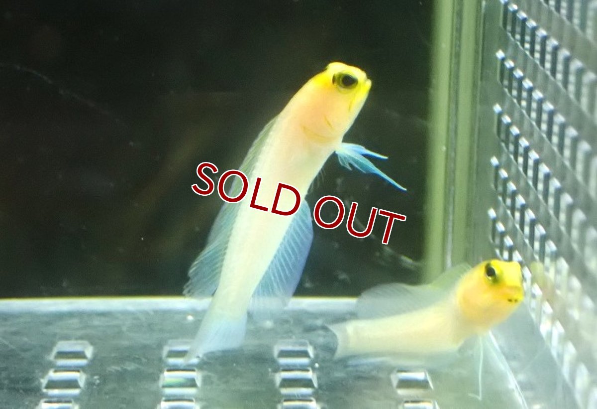 画像2: 【海水魚・ジョーフィッシュ】【通販】 イエローヘッドジョーF.(パーリージョー)XSサイズ【2匹セット】（±3-4cm） (サンプル画像）（生体）(海水魚) (2)