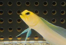 画像3: 【海水魚・ジョーフィッシュ】【通販】イエローヘッドジョーフィッシュ（2匹セット）（±5-6cm） （生体）(海水魚) (3)