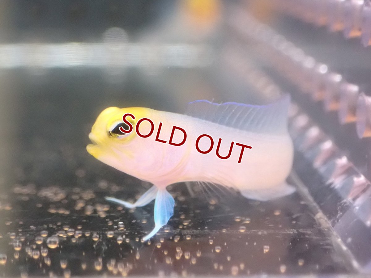 画像1: 【海水魚・ジョーフィッシュ】【通販】イエローヘッドジョーフィッシュ（XSサイズ）（2匹セット）（±3.5-4cm） （生体）(海水魚) (1)