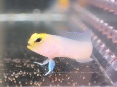画像1: 【海水魚・ジョーフィッシュ】【通販】イエローヘッドジョーフィッシュ（XSサイズ）（2匹セット）（±3.5-4cm） （生体）(海水魚) (1)