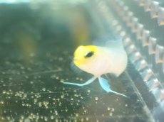 画像3: 【海水魚・ジョーフィッシュ】【通販】イエローヘッドジョーフィッシュ（XSサイズ）（2匹セット）（±3.5-4cm） （生体）(海水魚) (3)