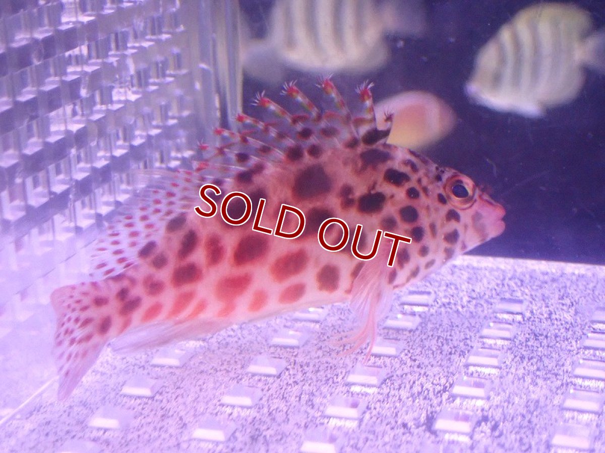 画像1: 【ウィンターセール 10％OFF対象商品】 【海水魚・ゴンべ】【通販】ヒメゴンべ（M〜MLサイズ）【1匹】（±7-9cm） (サンプル画像）（生体）(海水魚) (1)