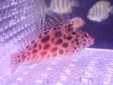 画像1: 【ウィンターセール 10％OFF対象商品】 【海水魚・ゴンべ】【通販】ヒメゴンべ（M〜MLサイズ）【1匹】（±7-9cm） (サンプル画像）（生体）(海水魚) (1)