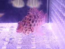 画像2: 【ウィンターセール 10％OFF対象商品】 【海水魚・ゴンべ】【通販】ヒメゴンべ（M〜MLサイズ）【1匹】（±7-9cm） (サンプル画像）（生体）(海水魚) (2)