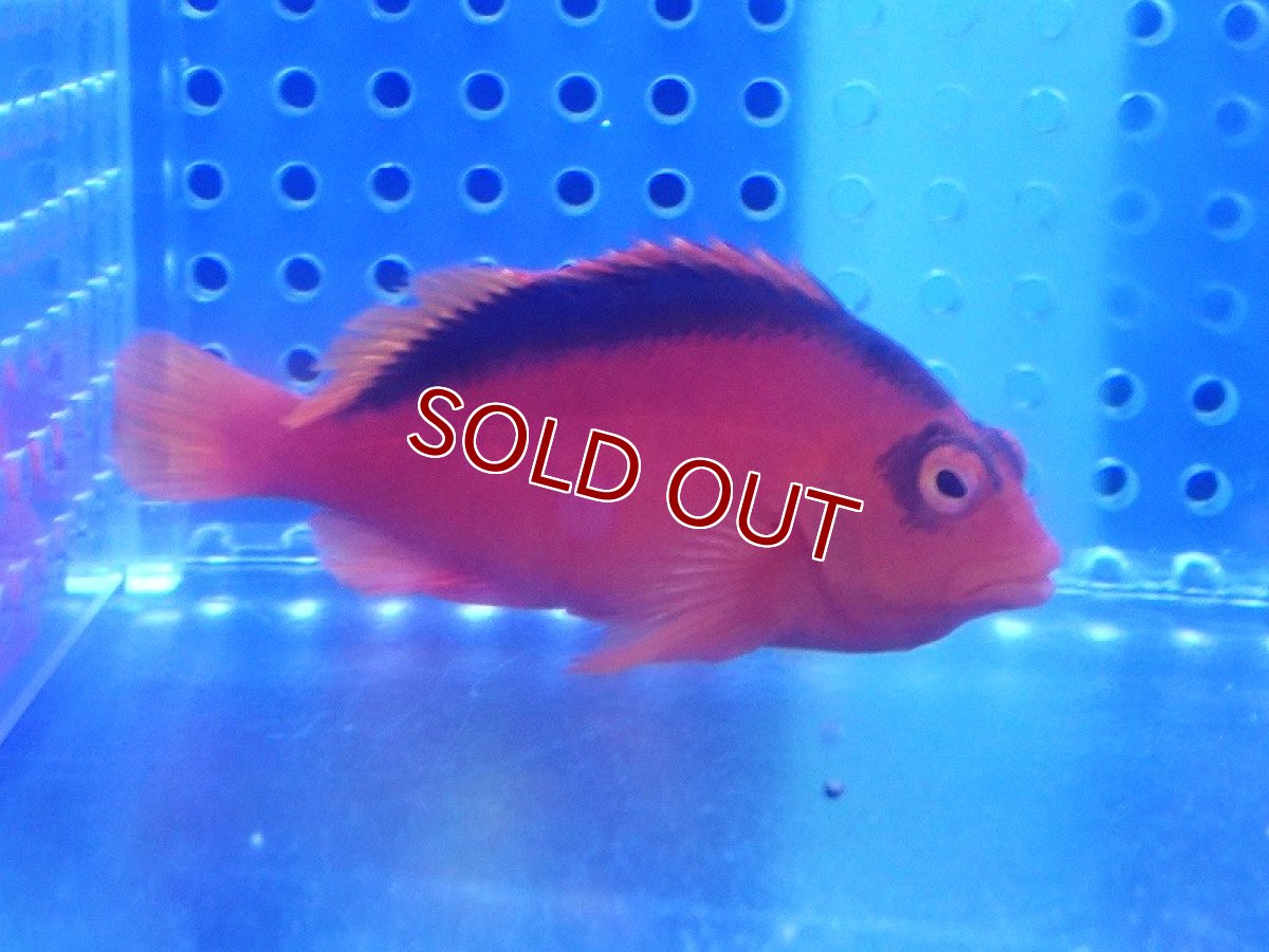 画像1: 【海水魚・ゴンべ】【通販】ベニゴンべ（MLサイズ）（1匹）（±5-6cm）（サンプル画像）（生体）(海水魚) (1)