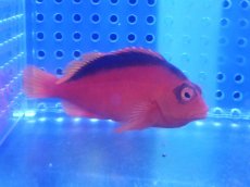 画像1: 【海水魚・ゴンべ】【通販】ベニゴンべ（MLサイズ）（1匹）（±5-6cm）（サンプル画像）（生体）(海水魚) (1)