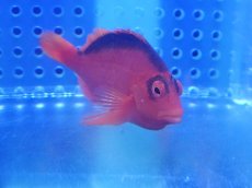 画像2: 【海水魚・ゴンべ】【通販】ベニゴンべ（MLサイズ）（1匹）（±5-6cm）（サンプル画像）（生体）(海水魚) (2)