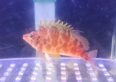 画像1: 【海水魚・ゴンべ】【通販】オキゴンベ(1匹)（±6-8cm）(サンプル画像）（生体）(海水魚) (1)