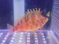 画像2: 【海水魚・ゴンべ】【通販】オキゴンベ(1匹)（±6-8cm）(サンプル画像）（生体）(海水魚) (2)