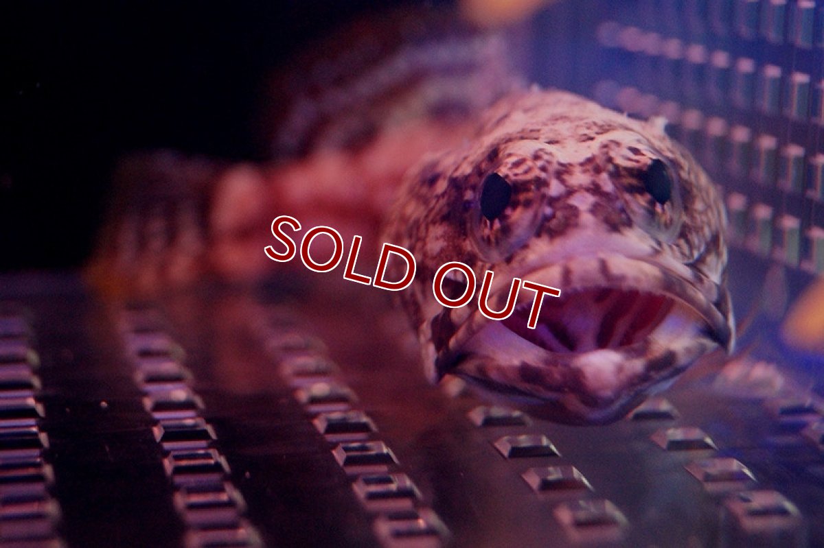 画像2: 【海水魚】ダスキーバンデットジョーフィッシュ(1匹)9-10ｃｍ前後(サンプル画像）（生体）(海水魚)（サンゴ） (2)