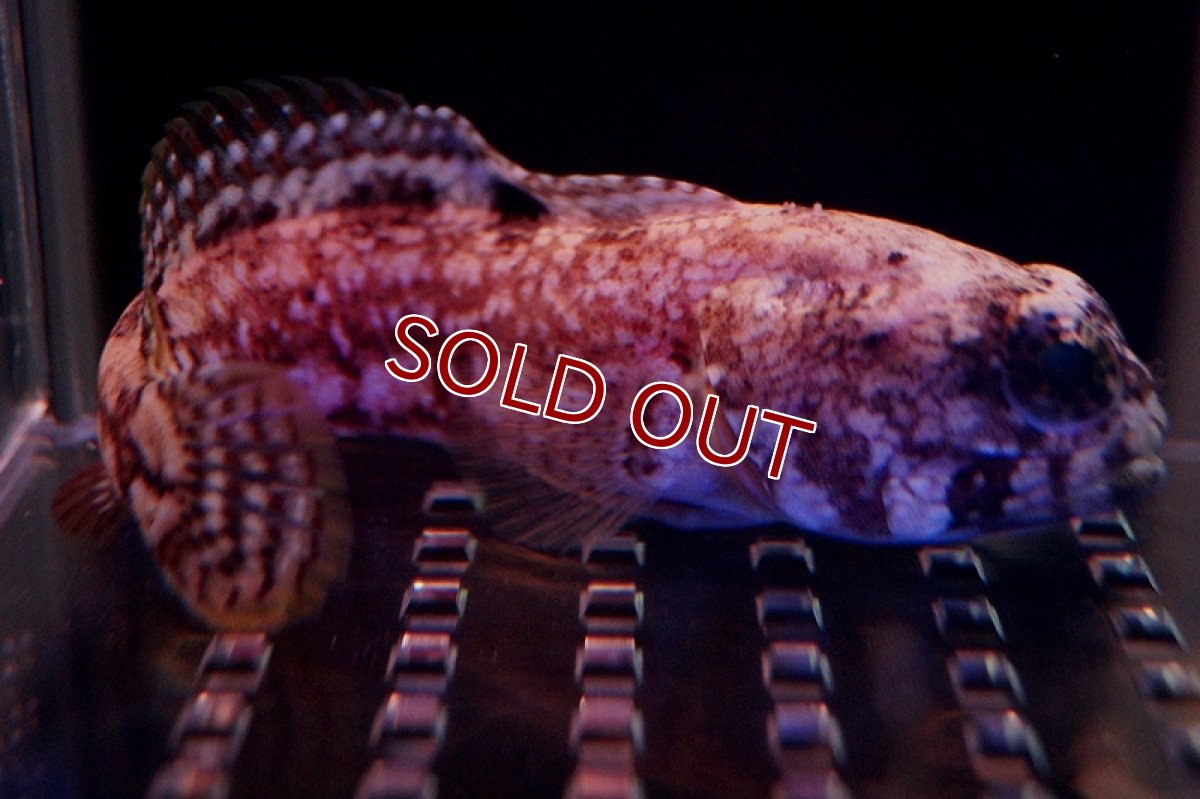 画像3: 【海水魚】ダスキーバンデットジョーフィッシュ(1匹)9-10ｃｍ前後(サンプル画像）（生体）(海水魚)（サンゴ） (3)