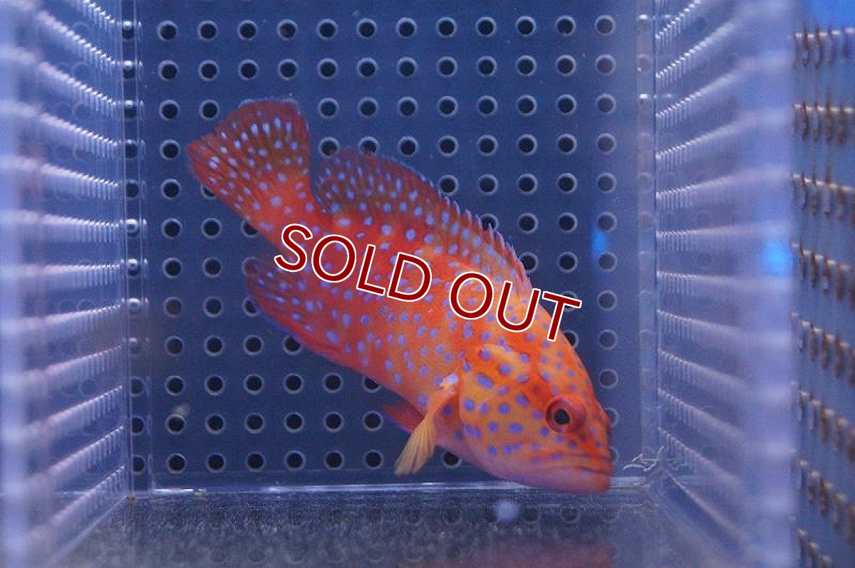 画像1: 【海水魚・ハタ】ユカタハタ (ML-Lサイズ）(1匹)±15-18cm(サンプル画像）（生体）(海水魚)（サンゴ） (1)