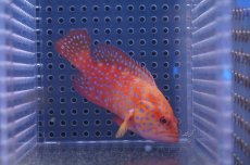 画像1: 【海水魚・ハタ】ユカタハタ (ML-Lサイズ）(1匹)±15-18cm(サンプル画像）（生体）(海水魚)（サンゴ） (1)