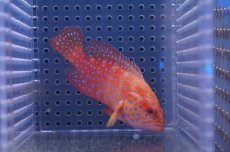 画像1: 【海水魚・ハタ】【通販】ユカタハタ (ML-Lサイズ）(1匹)±15-18cm(サンプル画像）（生体）(海水魚)（サンゴ） (1)