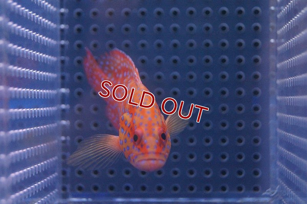 画像2: 【海水魚・ハタ】ユカタハタ (ML-Lサイズ）(1匹)±15-18cm(サンプル画像）（生体）(海水魚)（サンゴ） (2)