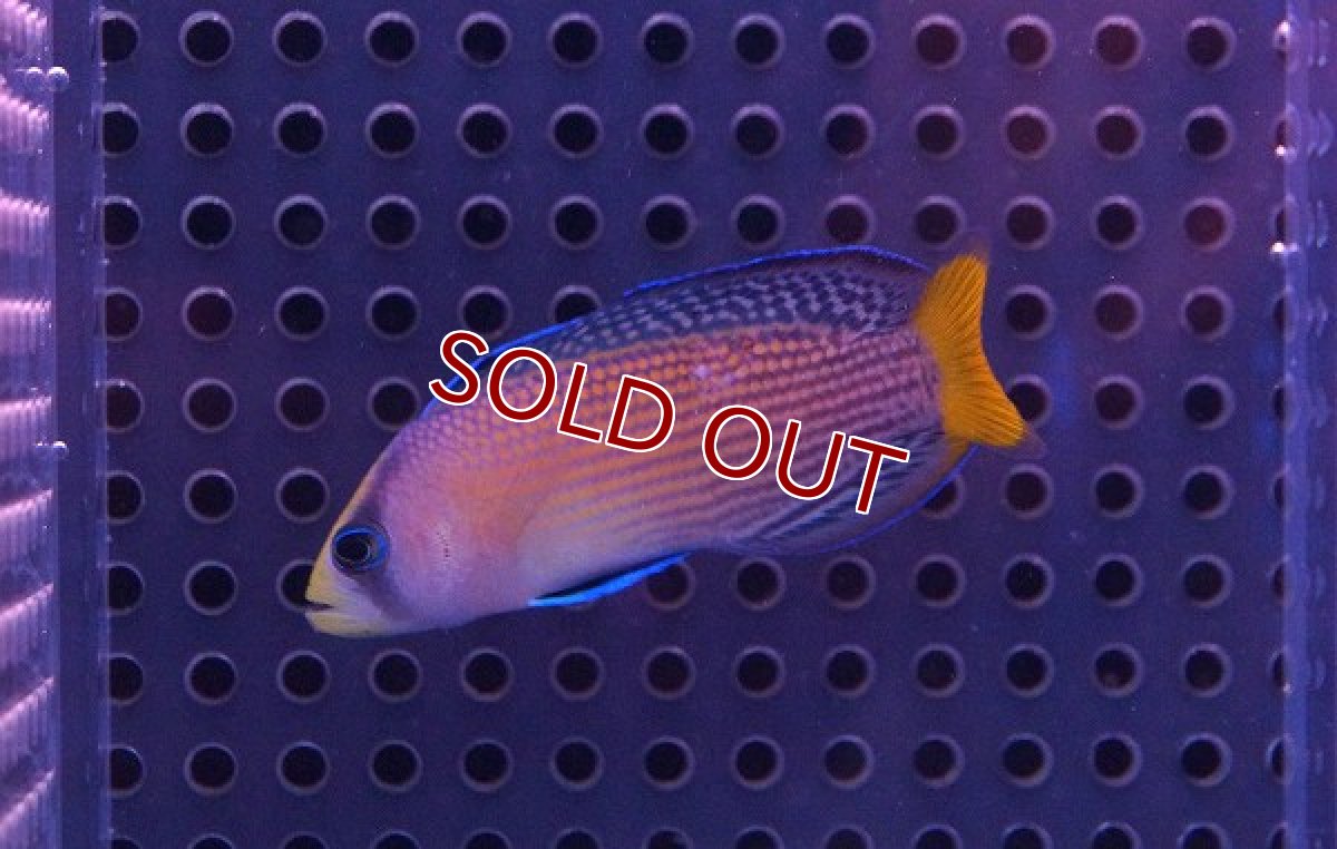 画像2: 【海水魚・ニセスズメ】スプレンディットドッティーバック (1匹)±5-6cm (サンプル画像）（生体）(海水魚) (2)